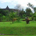 Borobudur-with-elephant-3