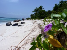 卡特琳娜岛（Isla Catalina）